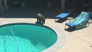 Bear Takes A Pleasure Dip In The Backyard Pool
