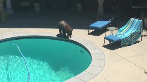 Bear Takes A Pleasure Dip In The Backyard Pool