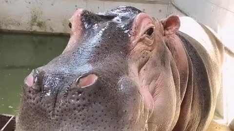 It's so funny for hippos to eat potatoes