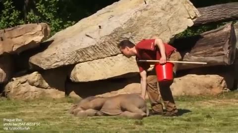Mother elephant can't wake baby sound asleep, asks keepers for help