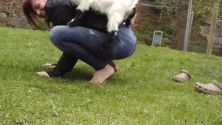Photobombing Chicken Interrupts Goat Yoga