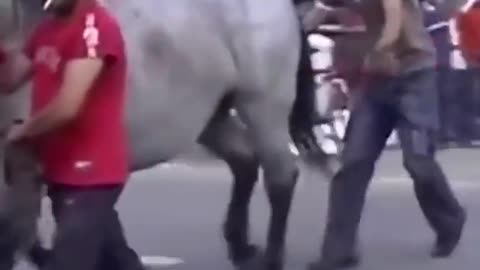 Funny horse kicking man