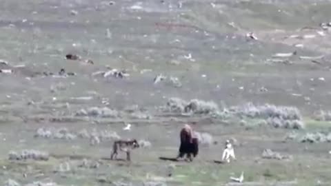 Mother bison protect 5m wolves