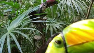 Toucan talking