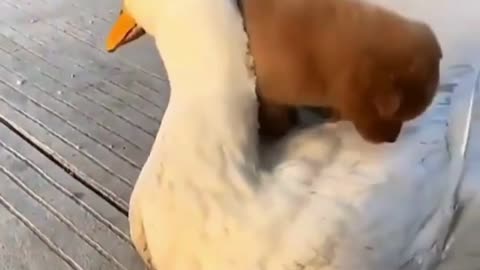 will dog and duck be best friends?