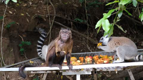 Monkey and Koala eating fruit really cute and adorable