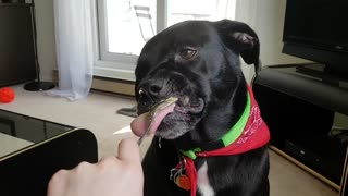 Perro con problemas de mandíbula adora la manteca de maní