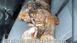 Encuentran 6 cachorros en terribles condiciones abandonados en un depósito de vehículos