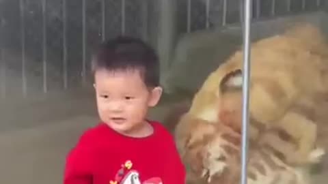 Baby & tiger together