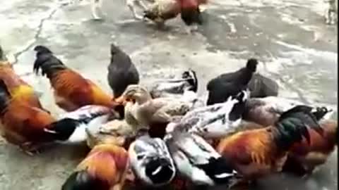 Chicken VS Dog Fight Like