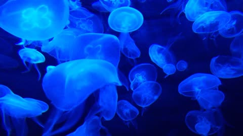 Jellyfish swim freely