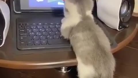 Funny cat watching Tom& Jerry