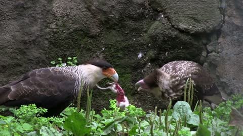 Crested Caracara birds eating mouse