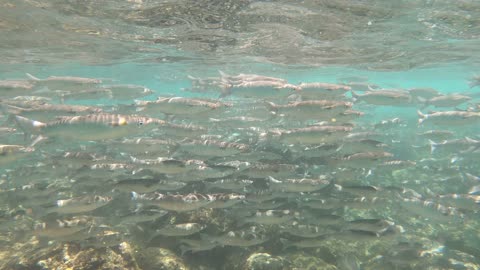 School of Fish, Oahu, Hawaii