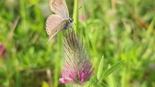 Close-Up View of Butterfly on a Plant