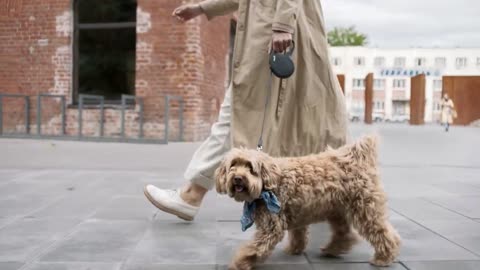 Cute Intelligent Dog Walks | Dog training