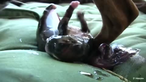 Incredible dog giving birth while standing(so sweeet and cute)