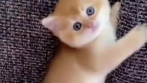 OMG So Cute Cats ♥ Best Funny Cat Videos 2022#Shorts