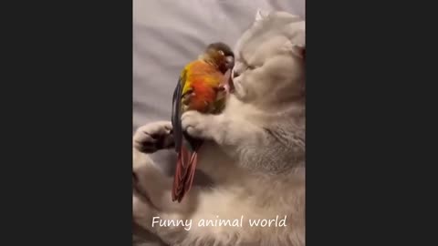 funy animal