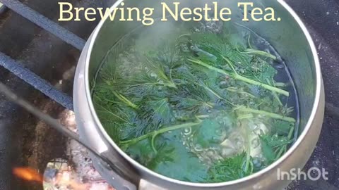 Brewing Nettle Tea.
