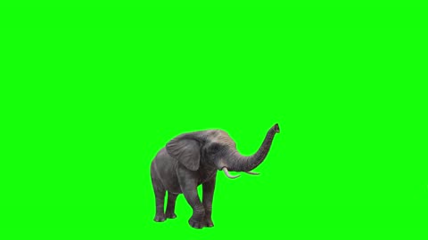 3D ANIMATED ANIMALS AND BIRDS ! GREEN SCREEN EFFECT ! CHROMA KEY !!!!