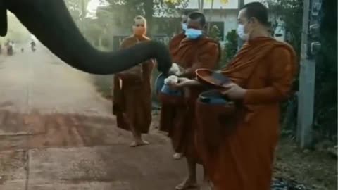Elephant collects tribute from Buddhists.