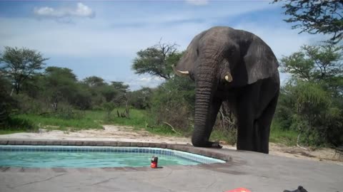 Elephant crashes the pool party