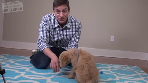 3 Easiest Things to Teach your NEW PUPPY!