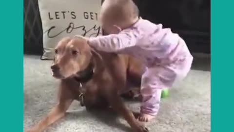 funny cut dogs and babies Cut dogs engraçados e bebes #shorts