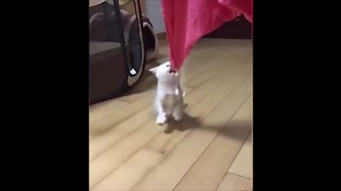 Cute adorable funny animal videos