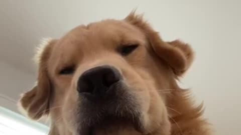 Golden retriever wakes up from nap and stares at phone