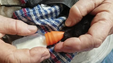 Bottle Feeding an Orphaned Baby Bat - Meet Phlebus