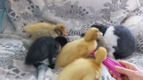 Ducklings Join Bunny for a Bite to Eat