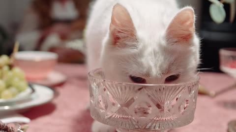 a-cat-licking-the-crystal-glass-on-top-of-the-table