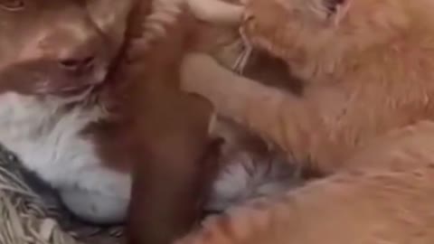 Funny Cat Kneading on Dog #shorts