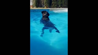 How my dog loves to swim.
