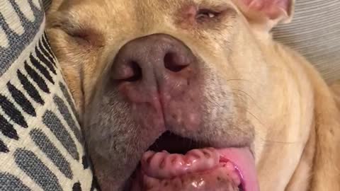 Toothless Doggy Has Extremely Vivid Dream During Naptime