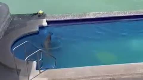 Sea Lion comes on land,swims in pool and steals Man,schait