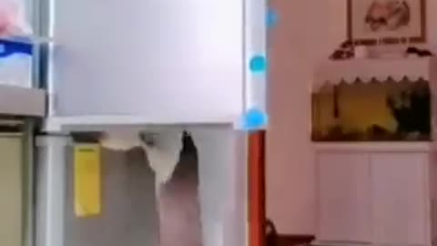 cats learn to open and steal food from fridge.