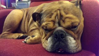 Bulldog caught dreaming during nap