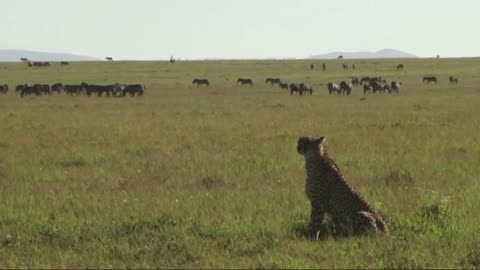 A Cheetah Stalks Prey