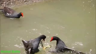Animal Battle