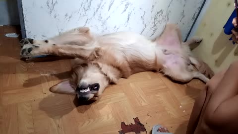 Doggo Sleeping in Acrobatic Yoga Pose