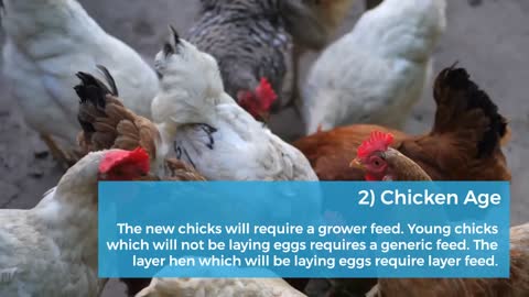How to Choose the Best Poultry Feed | Sin Long Heng
