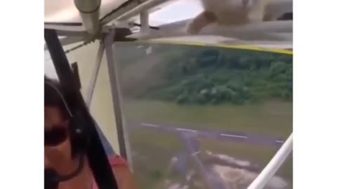 Funny Cat, Flying