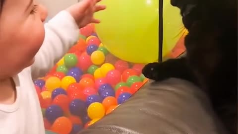 Funny video 🐱 cat