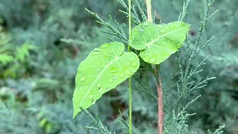 Leaves after rain