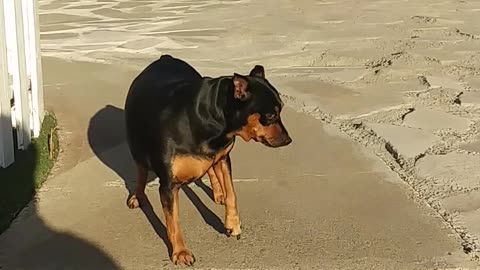 A Man Encouraging His Pet Dog To Go Down The Stair Step