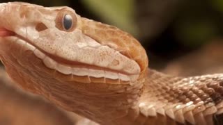 The Most Dangerous Snakes In The America!