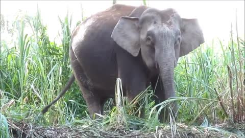 Malaysia - Borneo Pygmy Elephant, eating
